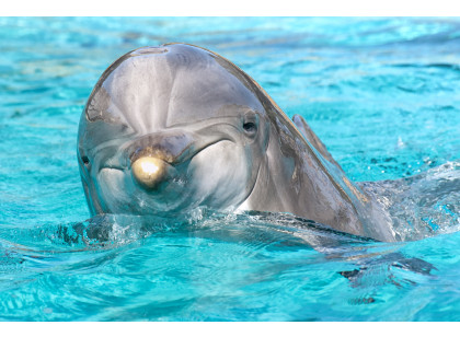 SeaWorld Orlando - Dolphin Encounter